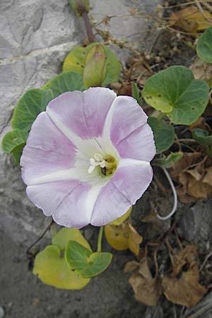 Calystegia soldanella \ Strand-Winde / Sea Bindweed, F Sète 4.6.2009