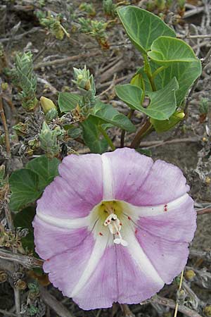 Calystegia soldanella \ Strand-Winde / Sea Bindweed, F Sète 5.6.2009
