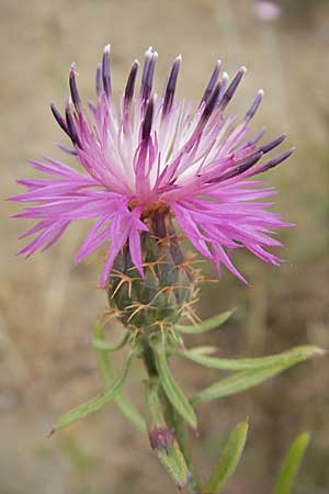 Centaurea aspera \ Raue Flockenblume / Rough Star-Thistle, F Sète 5.6.2009