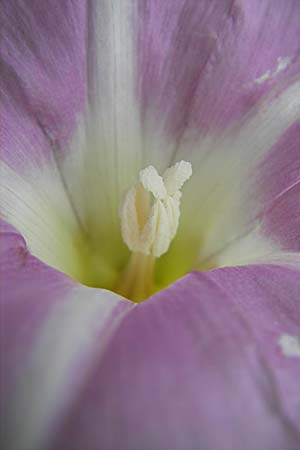 Calystegia soldanella \ Strand-Winde / Sea Bindweed, F Sète 6.6.2009
