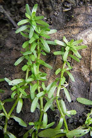 Callitriche palustris s.l. \ Sumpf-Wasserstern / Marsh Water Starwort, F Sundgau 6.10.2009
