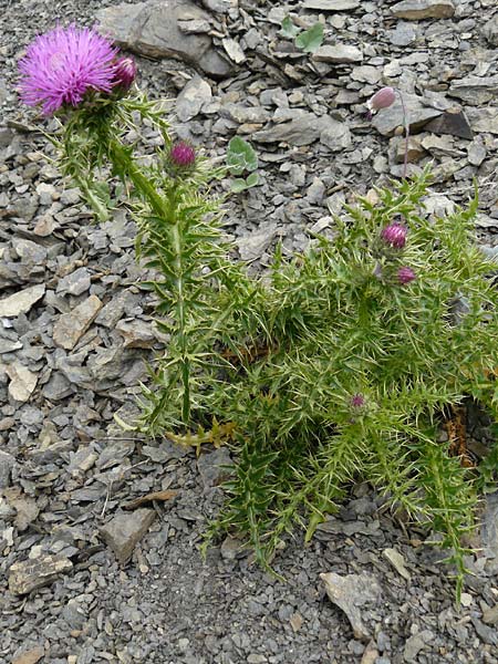 Carduus aurosicus \ Aurouze-Distel, F Col de la Bonette 8.7.2016