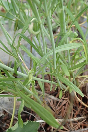 Centranthus angustifolius \ Schmalbl&auml;ttige Spornblume / Narrow-Leaved Valerian, F Demoiselles Coiff&eacute;es 8.7.2016