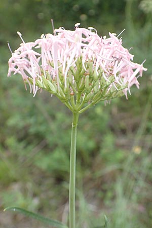 Centranthus angustifolius \ Schmalbl&auml;ttige Spornblume / Narrow-Leaved Valerian, F Demoiselles Coiff&eacute;es 8.7.2016