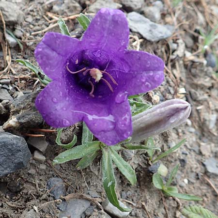 Campanula alpestris \ Allionis Glockenblume / Alpine Bellflower, F Col de la Bonette 8.7.2016