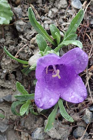 Campanula alpestris \ Allionis Glockenblume / Alpine Bellflower, F Col de la Bonette 8.7.2016