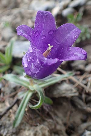 Campanula alpestris \ Allionis Glockenblume / Alpine Bellflower, F Col de la Bonette 8.7.2016