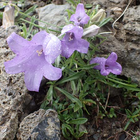 Campanula alpestris \ Allionis Glockenblume / Alpine Bellflower, F Col de la Bonette 8.7.2016