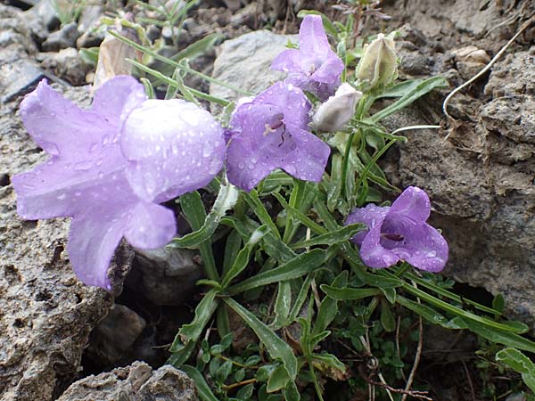 Campanula alpestris \ Allionis Glockenblume / Alpine Bellflower, F Col de la Bonette 8.7.2016