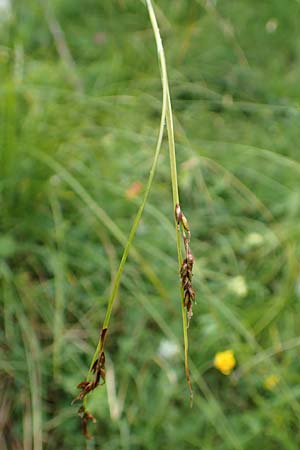 Carex ferruginea \ Rost-Segge / Rusty Sedge, F Col de la Bonette 8.7.2016