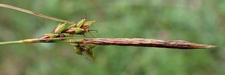 Carex ferruginea \ Rost-Segge / Rusty Sedge, F Col de la Bonette 8.7.2016