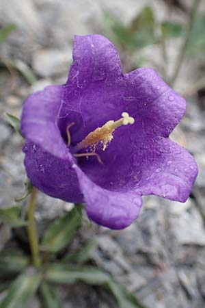 Campanula alpestris \ Allionis Glockenblume / Alpine Bellflower, F Col de la Bonette 8.7.2016