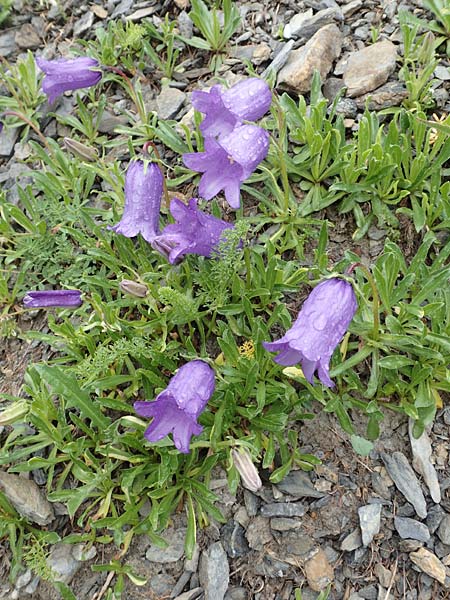 Campanula alpestris \ Allionis Glockenblume / Alpine Bellflower, F Col de la Bonette 8.7.2016