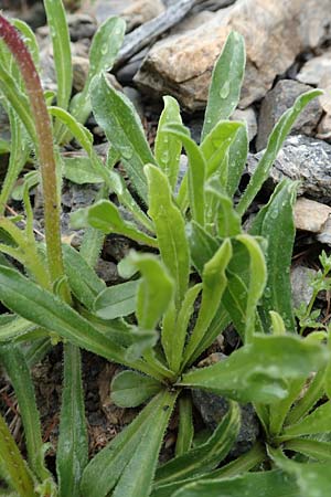 Campanula alpestris \ Allionis Glockenblume / Alpine Bellflower, F Col de la Bonette 8.7.2016