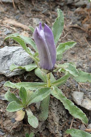 Campanula alpestris \ Allionis Glockenblume / Alpine Bellflower, F Col de la Bonette 8.7.2016
