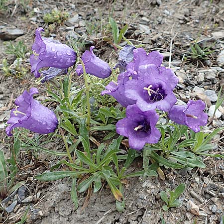 Campanula alpestris \ Allionis Glockenblume / Alpine Bellflower, F Col de la Bonette 8.7.2016