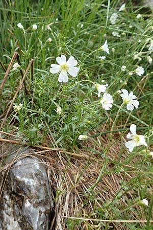 Cerastium arvense subsp. strictum \ Steifes Acker-Hornkraut / American Field Mouse-Ear, F Col de la Bonette 8.7.2016