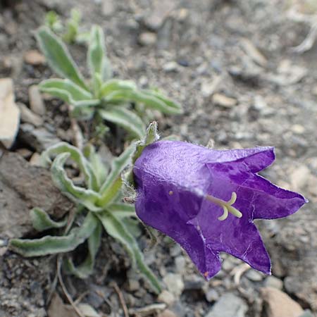 Campanula alpestris \ Allionis Glockenblume / Alpine Bellflower, F Col de la Bonette 8.7.2016