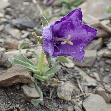 Campanula alpestris \ Allionis Glockenblume / Alpine Bellflower, F Col de la Bonette 8.7.2016