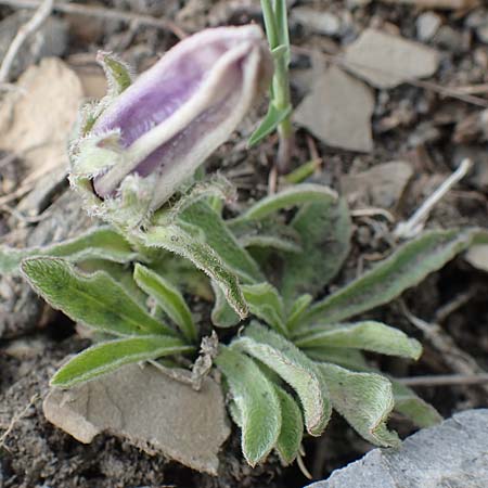 Campanula alpestris \ Allionis Glockenblume / Alpine Bellflower, F Col de la Bonette 8.7.2016
