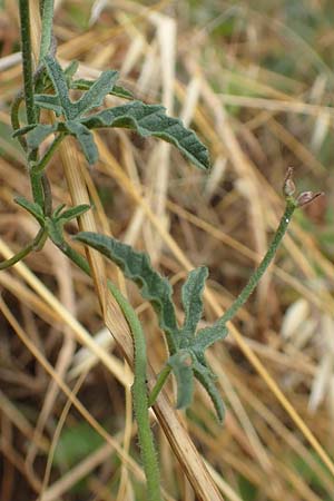 Convolvulus althaeoides \ Malvenbl�ttrige Winde / Mallow Bindweed, F Pyren&auml;en/Pyrenees, Ille-sur-Tet 22.7.2018