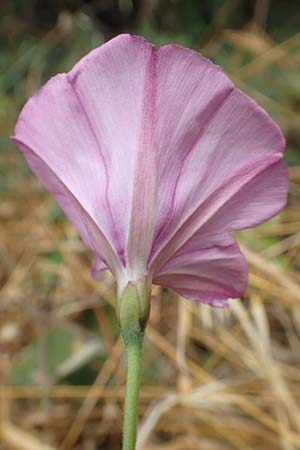 Convolvulus althaeoides \ Malvenbl�ttrige Winde / Mallow Bindweed, F Pyren&auml;en/Pyrenees, Ille-sur-Tet 22.7.2018