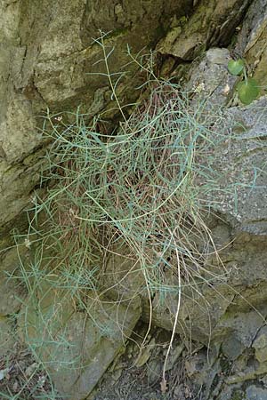 Centranthus angustifolius \ Schmalbl&auml;ttige Spornblume / Narrow-Leaved Valerian, F Pyren&auml;en/Pyrenees, Caranca - Schlucht / Gorge 30.7.2018
