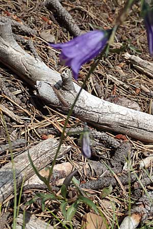Campanula recta ? \ Aufrechte Glockenblume / Upright Bellflower, F Pyren&auml;en/Pyrenees, Mont Llaret 31.7.2018