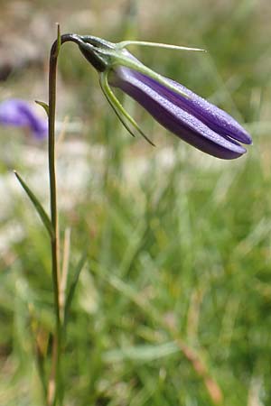 Campanula recta ? \ Aufrechte Glockenblume / Upright Bellflower, F Pyren&auml;en/Pyrenees, Mont Llaret 31.7.2018