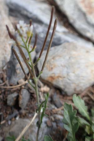 Cardamine resedifolia \ Resedenblttriges Schaumkraut / Mignonette-Leaved Bitter-Cress, F Pyrenäen/Pyrenees, Puigmal 1.8.2018