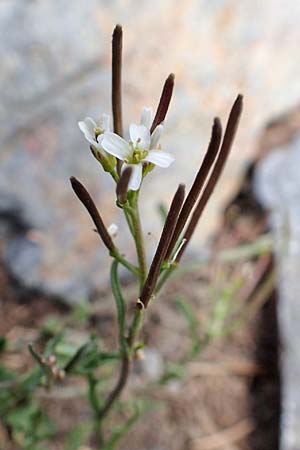 Cardamine resedifolia \ Resedenblttriges Schaumkraut / Mignonette-Leaved Bitter-Cress, F Pyrenäen/Pyrenees, Puigmal 1.8.2018