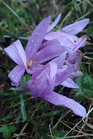 Colchicum alpinum \ Alpen-Zeitlose / Alpine Autumn Crocus, F La Feclaz 5.10.2021