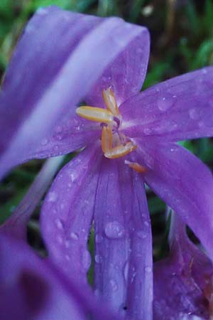Colchicum alpinum \ Alpen-Zeitlose / Alpine Autumn Crocus, F La Feclaz 5.10.2021