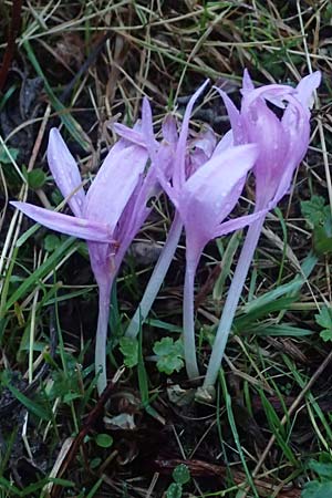Colchicum alpinum \ Alpen-Zeitlose / Alpine Autumn Crocus, F La Feclaz 5.10.2021