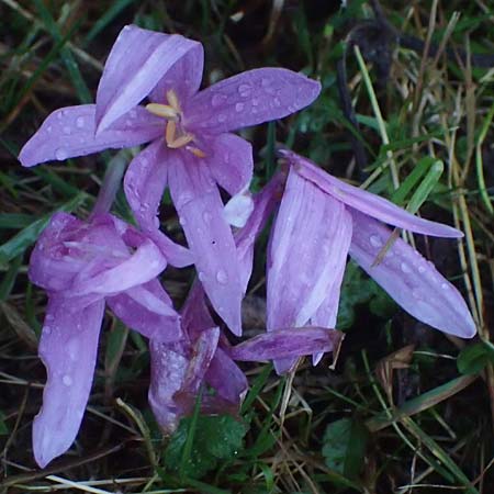 Colchicum alpinum \ Alpen-Zeitlose / Alpine Autumn Crocus, F La Feclaz 5.10.2021