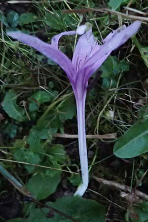 Colchicum alpinum \ Alpen-Zeitlose / Alpine Autumn Crocus, F La Feclaz 5.10.2021