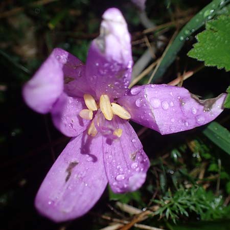 Colchicum alpinum \ Alpen-Zeitlose / Alpine Autumn Crocus, F La Feclaz 5.10.2021