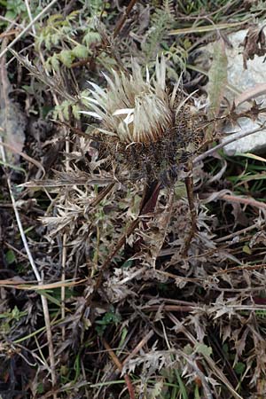 Carlina acaulis \ Silberdistel, Eberwurz / Stemless Carline Thistle, F Bonneval-sur-Arc 6.10.2021