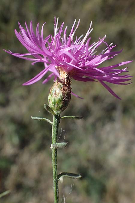 Centaurea paniculata subsp. paniculata \ Rispige Flockenblume / Jersey Knapweed, F Remollon 6.10.2021