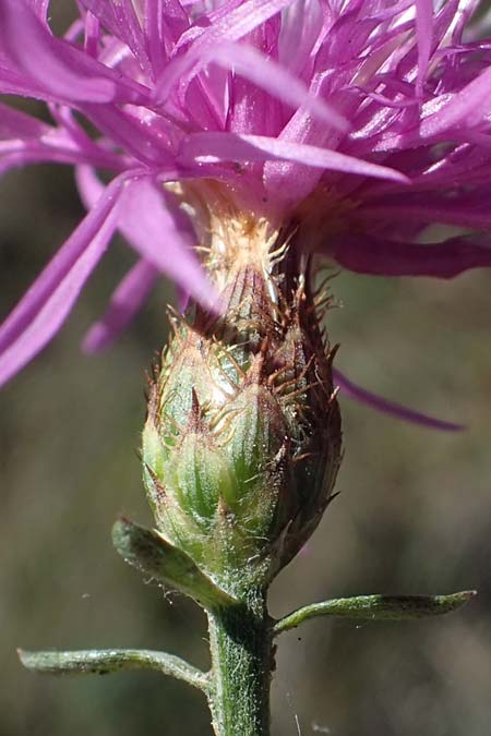 Centaurea paniculata subsp. paniculata \ Rispige Flockenblume / Jersey Knapweed, F Remollon 6.10.2021
