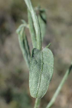 Centaurea paniculata subsp. paniculata \ Rispige Flockenblume / Jersey Knapweed, F Remollon 6.10.2021