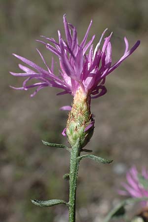 Centaurea paniculata subsp. paniculata \ Rispige Flockenblume / Jersey Knapweed, F Remollon 6.10.2021