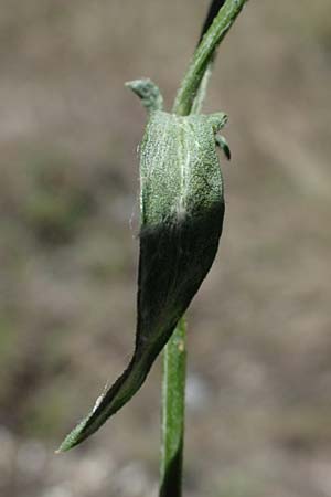 Centaurea paniculata subsp. paniculata \ Rispige Flockenblume / Jersey Knapweed, F Remollon 6.10.2021