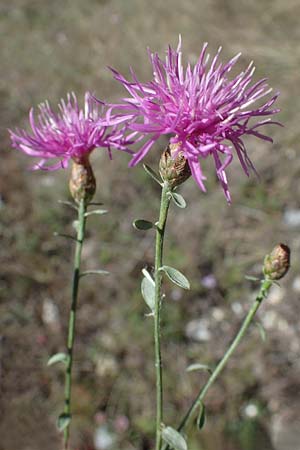 Centaurea paniculata subsp. paniculata \ Rispige Flockenblume / Jersey Knapweed, F Remollon 6.10.2021