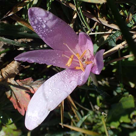 Colchicum alpinum \ Alpen-Zeitlose / Alpine Autumn Crocus, F Les Deux Alpes 9.10.2021