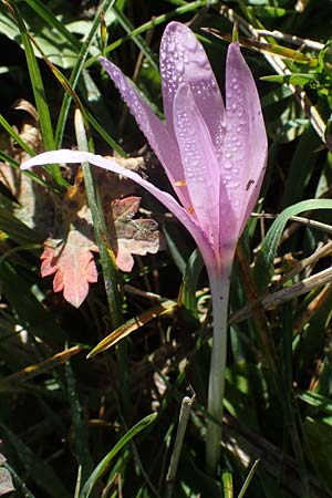 Colchicum alpinum \ Alpen-Zeitlose / Alpine Autumn Crocus, F Les Deux Alpes 9.10.2021