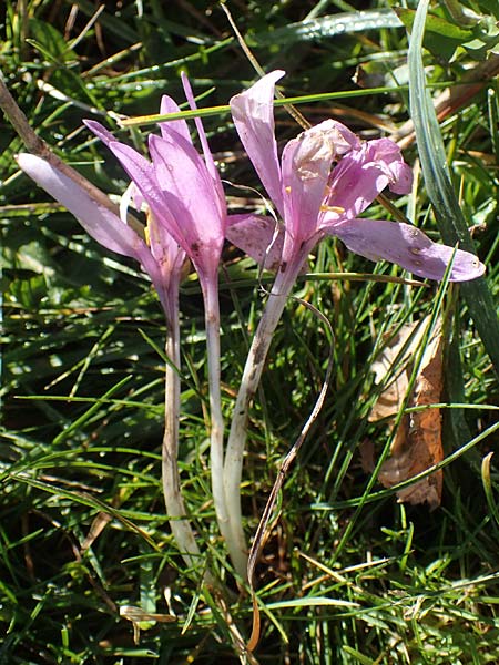 Colchicum alpinum \ Alpen-Zeitlose / Alpine Autumn Crocus, F Les Deux Alpes 9.10.2021