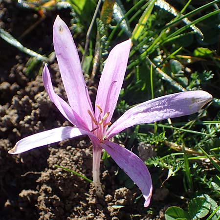 Colchicum alpinum \ Alpen-Zeitlose / Alpine Autumn Crocus, F Les Deux Alpes 9.10.2021