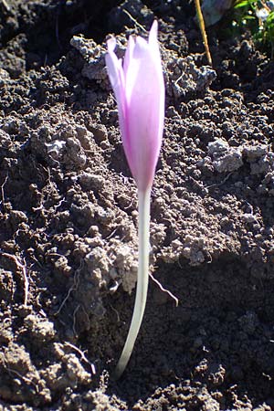 Colchicum alpinum \ Alpen-Zeitlose / Alpine Autumn Crocus, F Les Deux Alpes 9.10.2021