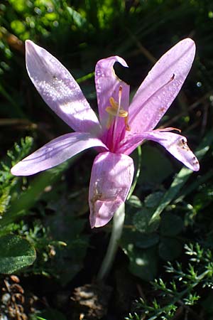 Colchicum alpinum \ Alpen-Zeitlose / Alpine Autumn Crocus, F Les Deux Alpes 9.10.2021